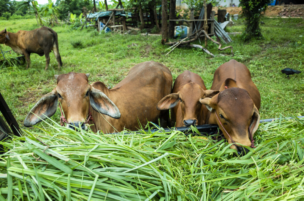 Brown cow grazing on fresh green grass at an organic dairy farm in Pakistan