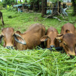 Brown cow grazing on fresh green grass at an organic dairy farm in Pakistan