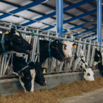 Cows resting inside a clean cowshed at a modern dairy farm