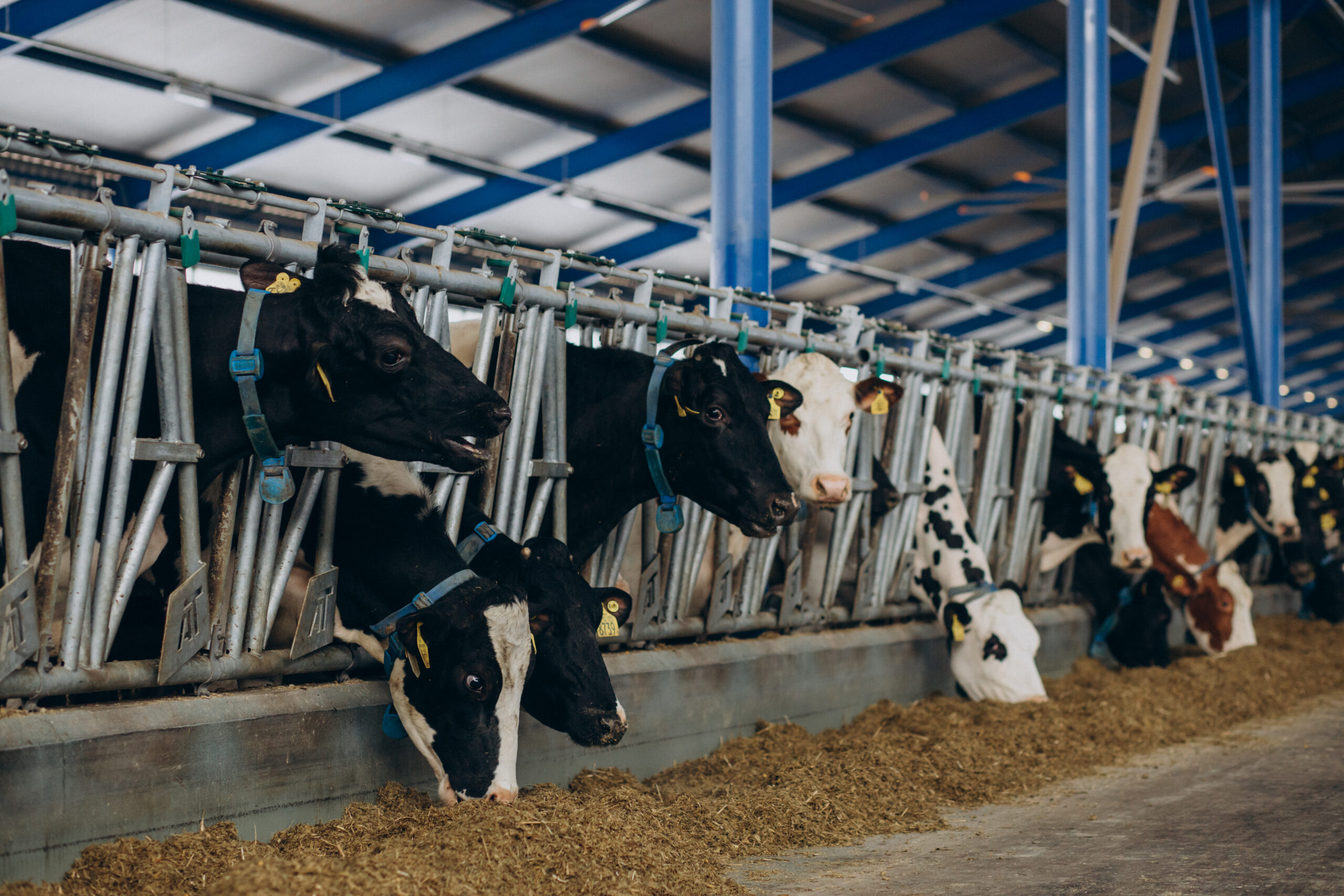 Cows resting inside a clean cowshed at a modern dairy farm