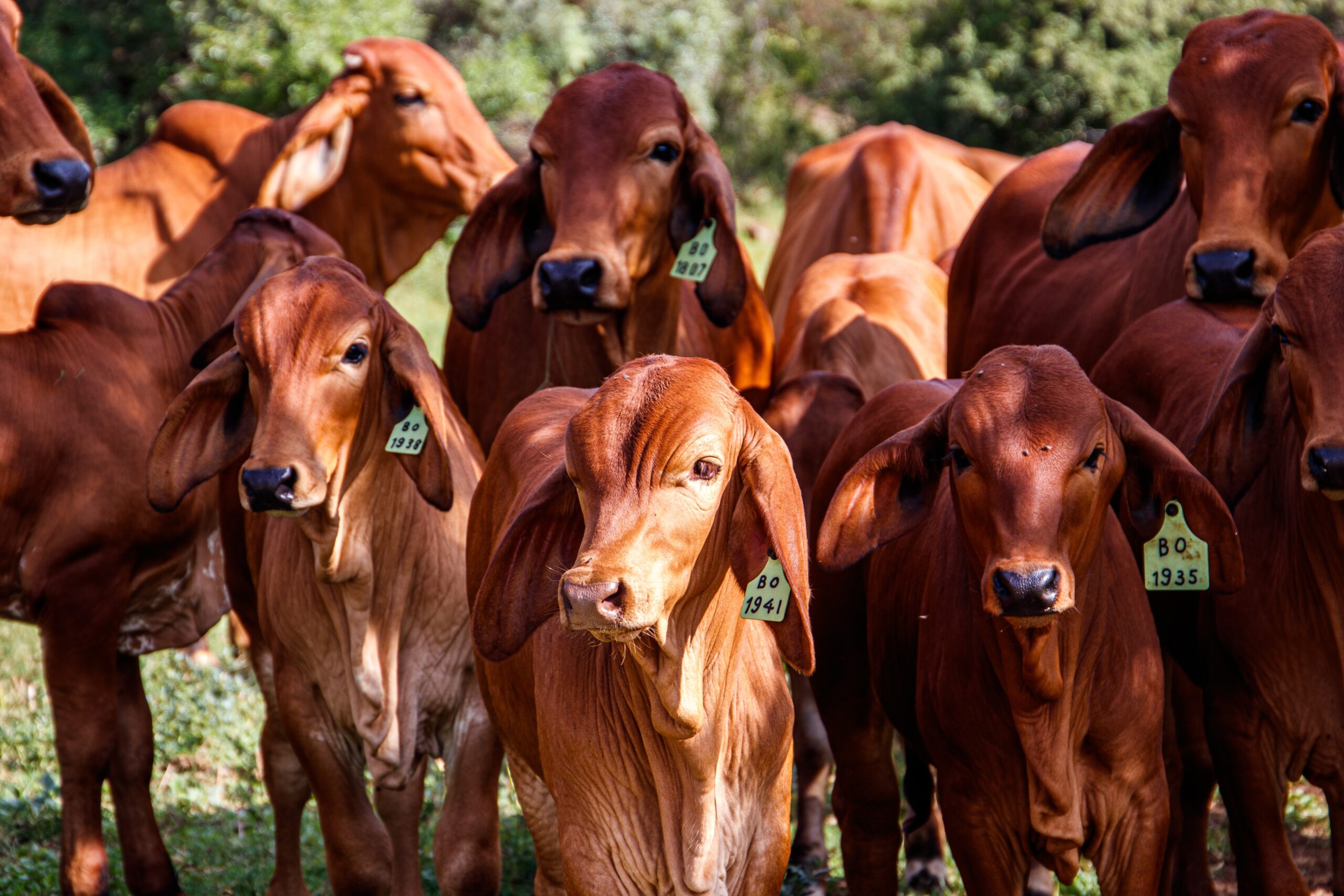 Cows grazing freely in a green field on a sunny day at an organic dairy farm