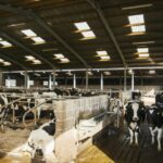 Dairy cows sheltered inside a farm barn during cooler weather