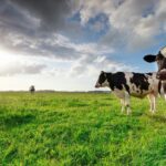 Holstein dairy cows feeding in a clean and organised farm feeding area